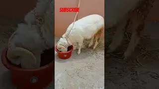 #Big size sheep male #two years old sheep.