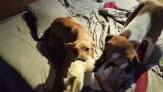 RedLine K9 Sheepskin Tug toys with Scout & Arnold