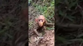 Monkey funny videos #funny#comedy#shorts#bander#monkey videos#Rushda hayat