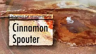 Cinnamon Spouter &mdash; ASMR, Sleep, Concentration (Sounds of Yellowstone)