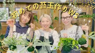 【チャレンジ企画】人気の苔玉を上手に作る方法を伝授