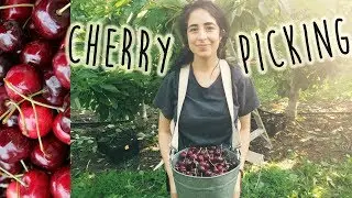 Tu veux devenir Cherry Picker au BC?