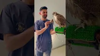Friendly eagle 🦅😇😇🥰 #shorts #pets #parrot #animals #house #falcon #eagle #cute #parrottalking