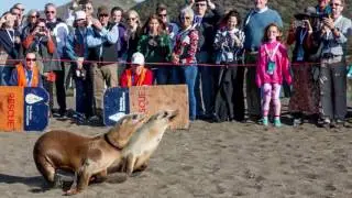 Happy Birthday Sea Lions!