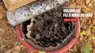 Você conhece a abelha sem ferrão que faz ninho no chão? 🐝