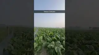 तम्बाकू के पौधे Tobacco Plant #farming #agriculture