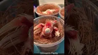 Baby birds have a very fast metabolism 🤯