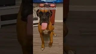 Ain't winning no beauty contest 🤣 #pet #cute #dog