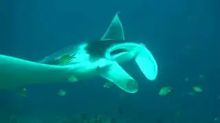 Magic Mantas wow