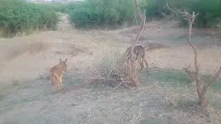 baby donkey with mother piyare Animals Life 😋 thar desert