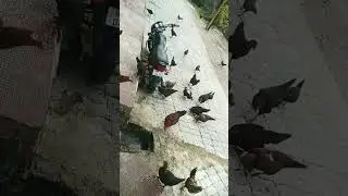 ##original ##vibes ##food ##feed ##hen ##cock