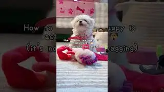 5 Signs Your Puppy Is ACTUALLY Happy 🐶💛 | Dog Behavior Explained #maltese #puppyshorts