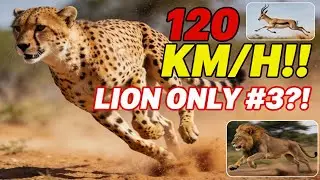 Top 3 Fastest Land Animals! #3 Is The King?! (Shocking Reveal)