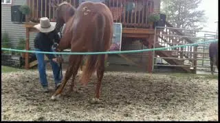 Shelman Family Horse Sale Live Stream