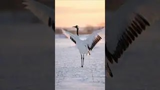 Red-crowned Crane | Winter Elegance in Motion | Real Bird Sounds & Relaxing Music | Bird Atlas