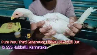 Pure Peru Third Generation Chicks Bulk Sold Out To SSS Hubballi, Karnataka 