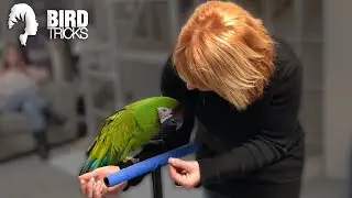 Why Military Macaws Are Hard To Work With | Understanding Treat Value
