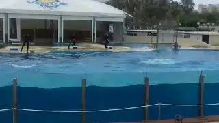 Aquapolis. Spain, salou. Dolphins. Waterpark.