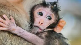 Look so sweet__ Baby Jagger trying hug mommy drink milk non stop.