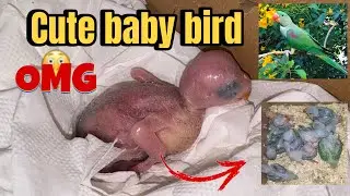 4day ! baby bird can not open eye!  look so sad 😥