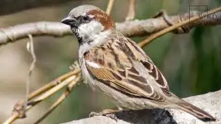 Interesting facts about house sparrow by weird square