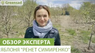Яблоня 