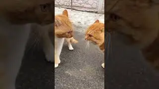 best cats fight viral videos 😸🤣#shorts #funny #cats #cats #fight #animals #trending #viral #video