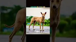 World Richest Dog 🤑 कुत्तों का Elone Musk #shorts​ #fun​ #funfact​ #factsheap2​ #gunther​ #dog​ #r