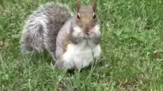 Washington DC - Squirrel eating Nut / Eichh&ouml;rnchen - Eindr&uuml;cke vom Guild Summit 2014 - TESO! [HD]