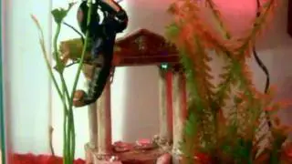 Blue Marble Lobster
