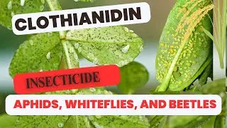 Clothianidin: The Powerful Neonicotinoid Insecticide | Uses, Mode of Action & Benefits