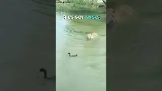 Duck leaves Tiger flabbergasted 😂