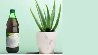 Experience GNLD NeoLife Aloe Vera Benefits&ndash; Natural Detox & Digestive Health
