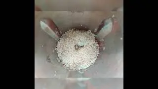 POLLO TOPKAPI