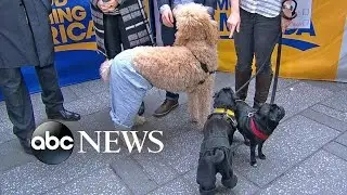 How Would a Dog Wear Pants? Debate Divides Internet