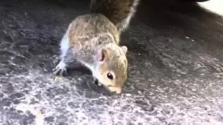 Lost squirrel