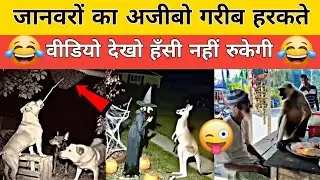 Animal Funny Moments Video 😂 | Dogesh Bhai Funny moment | Monkey VS Dog Funny Video #bome 