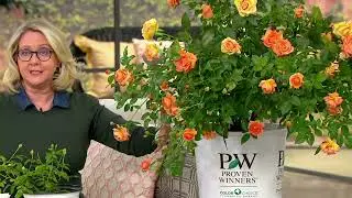Roberta's 1-pc 1 Gallon Proven Winners At Last Rose Live Plant on QVC
