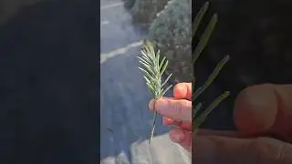 Как размножить лаванду черенками! #лаванда #цветы #растения