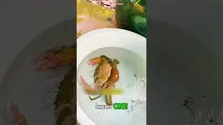 SOFT SHELL CRAB 😍