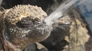 Salt sneezing marine Iguanas