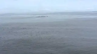 Blue Whale Encounter - San Diego