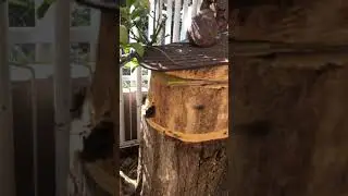 Bor&aacute; ou Jata&iacute; preta?