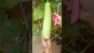 Home grown beetroot and bottle guard 😁 @RasoiSolutions #rsvlog #gardening