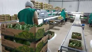 AgroExporta | Palta fuerte Per&uacute; - Wilson Reyes.