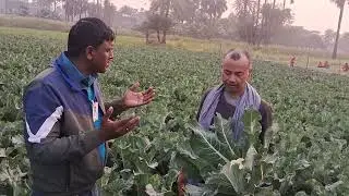 Basf Nunhems Company Ka Cauliflower Veera-5002 Plot Farmer Feedback 
