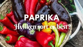 Stor avling PAPRIKA | Hvilken sort er best?
