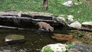 BOBCAT in Playing in the Water at Salato