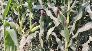 POWER 909 HYBRID MAIZE SEEDS FROM Endurance Agritech India Pvt. Ltd
