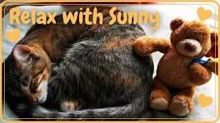 RELAX with Sunny and Teddy [Relax, study, Sleep, Meditate]